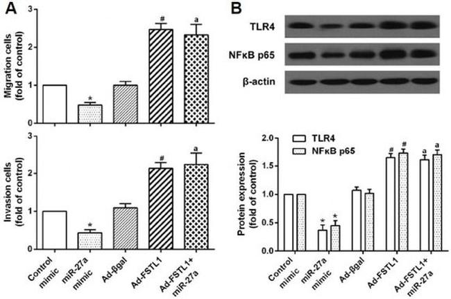 TLR4 Antibody in Western Blot (WB)