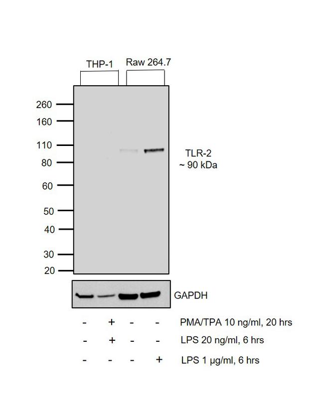 TLR2 Antibody in Western Blot (WB)