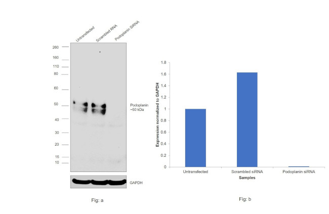 Podoplanin Antibody