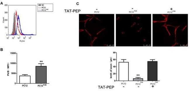 beta Tubulin Loading Control Antibody in Immunocytochemistry (ICC/IF)