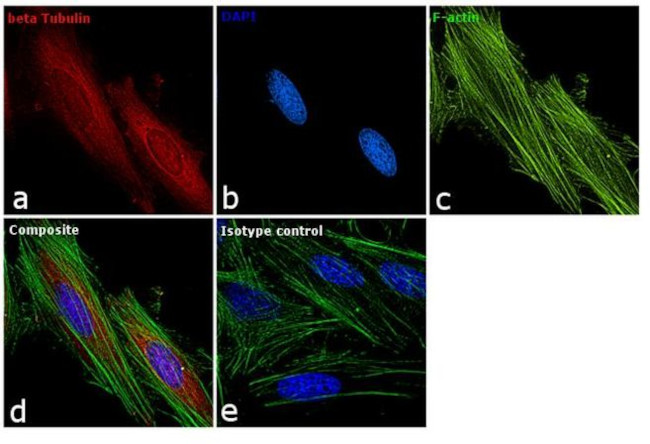 beta Tubulin Loading Control Antibody in Immunocytochemistry (ICC/IF)