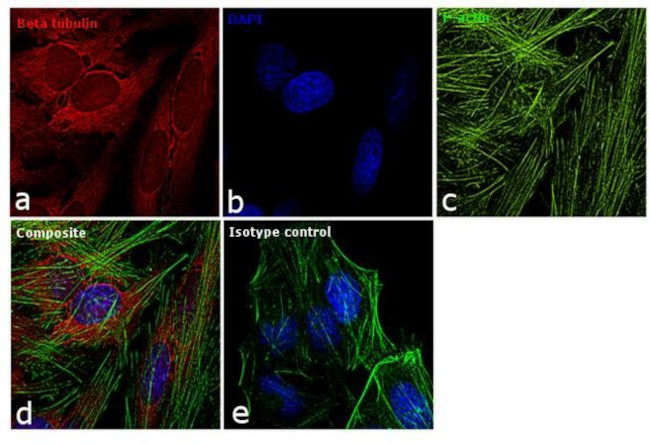 beta Tubulin Loading Control Antibody in Immunocytochemistry (ICC/IF)