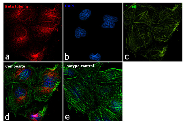 beta Tubulin Loading Control Antibody in Immunocytochemistry (ICC/IF)