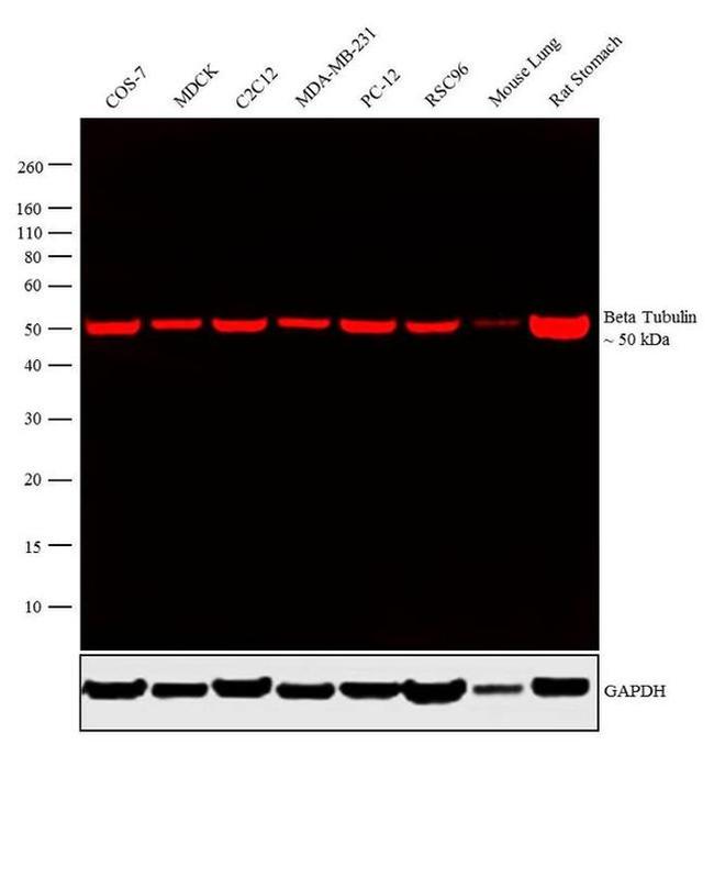 beta Tubulin Loading Control Antibody in Western Blot (WB)