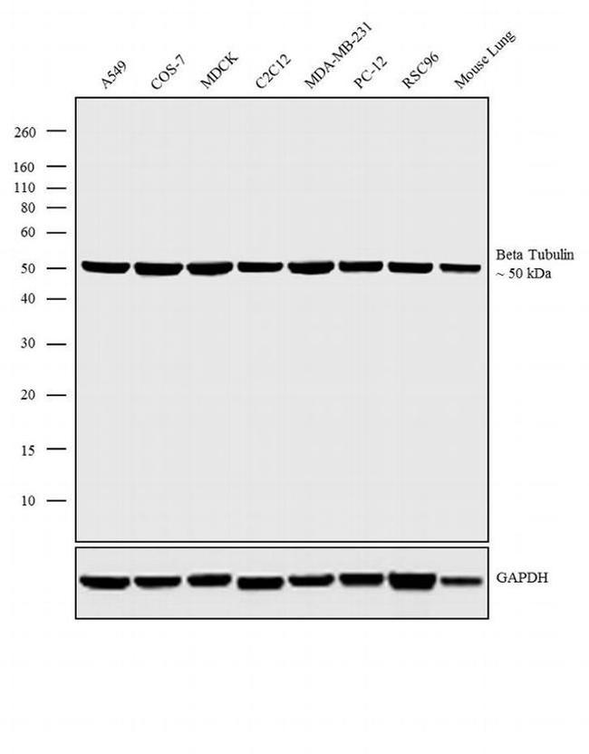 beta Tubulin Loading Control Antibody in Western Blot (WB)