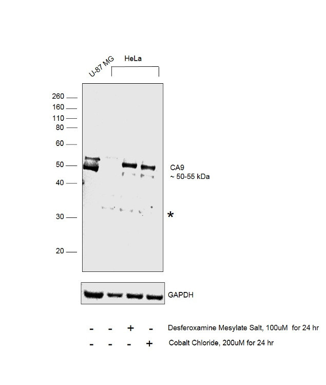 Carbonic Anhydrase IX Antibody