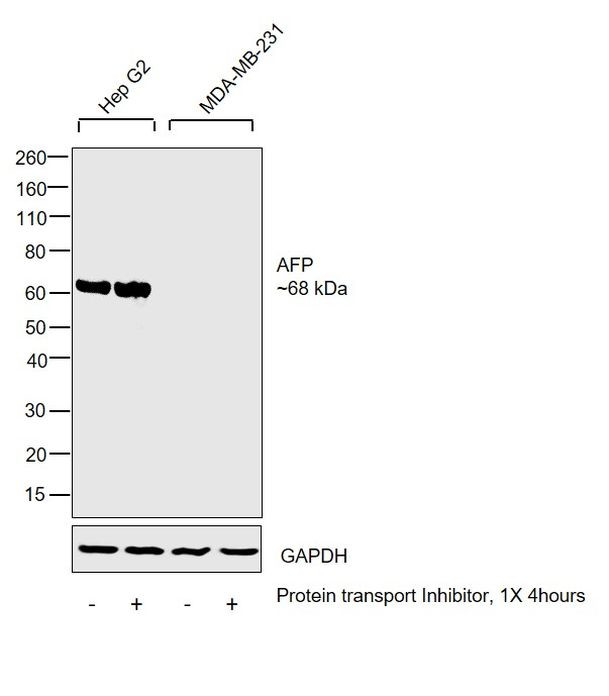 AFP Antibody