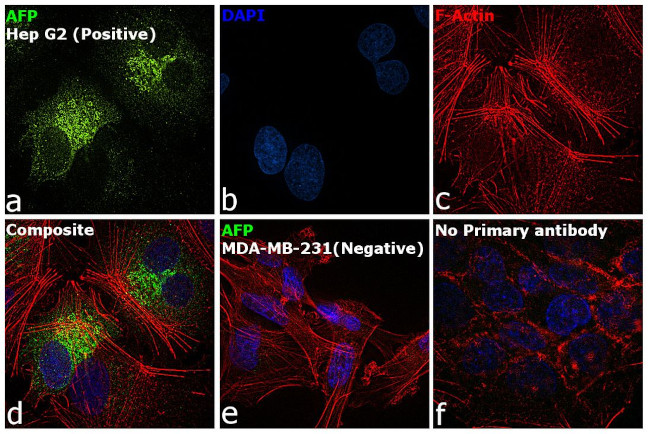 AFP Antibody in Immunocytochemistry (ICC/IF)