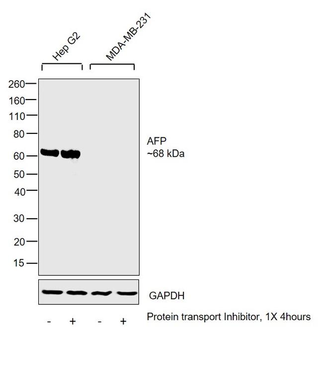 AFP Antibody in Western Blot (WB)