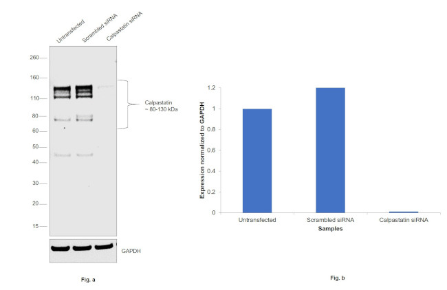 Calpastatin Antibody