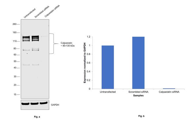 Calpastatin Antibody in Western Blot (WB)