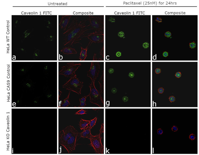 Caveolin 1 Antibody