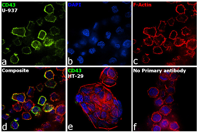 CD43 Antibody in Immunocytochemistry (ICC/IF)