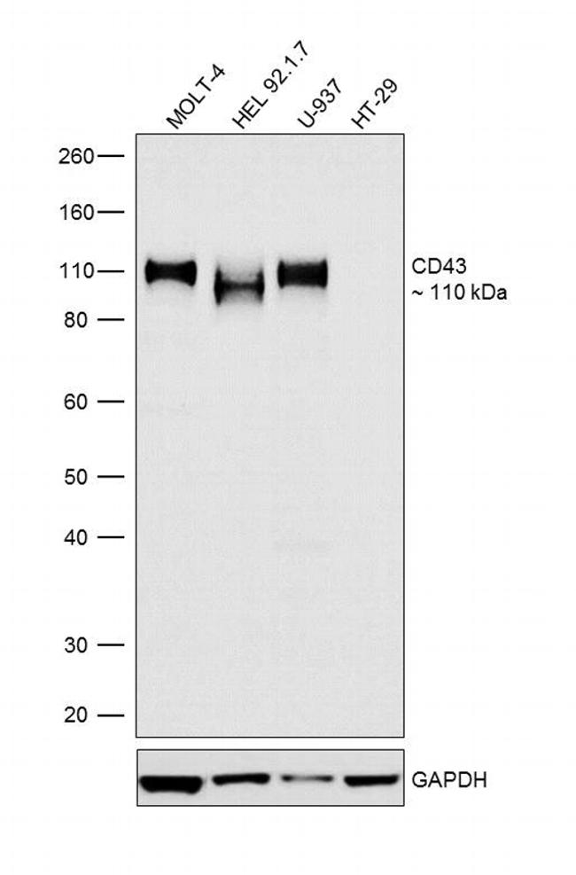 CD43 Antibody in Western Blot (WB)