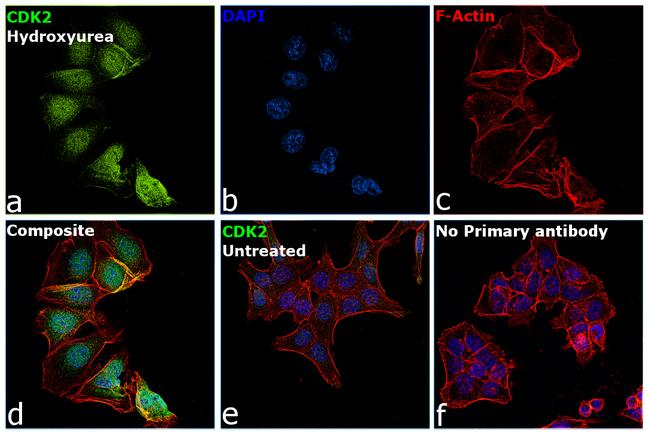 CDK2 Antibody