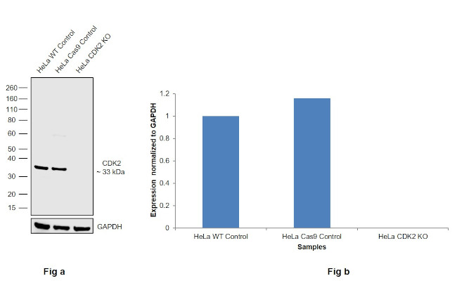 CDK2 Antibody