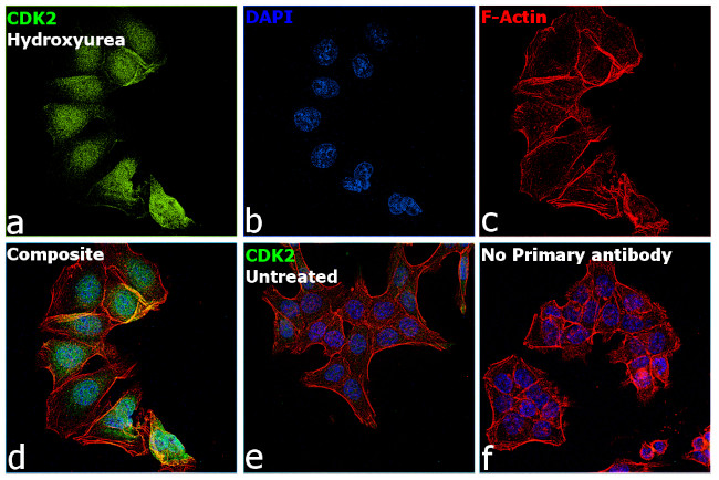 CDK2 Antibody in Immunocytochemistry (ICC/IF)