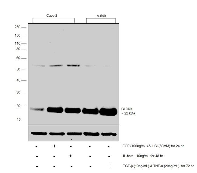 Claudin 1 Antibody