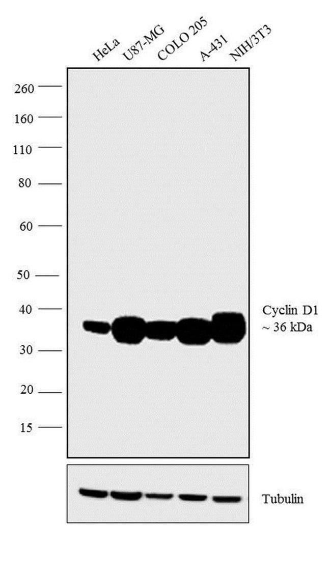 Cyclin D1 Antibody in Western Blot (WB)