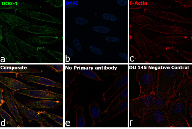 DOG-1 Antibody