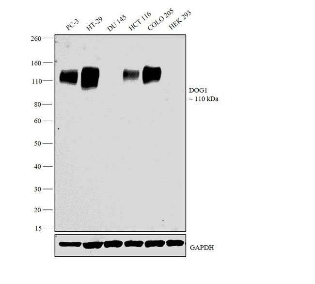 DOG-1 Antibody in Western Blot (WB)