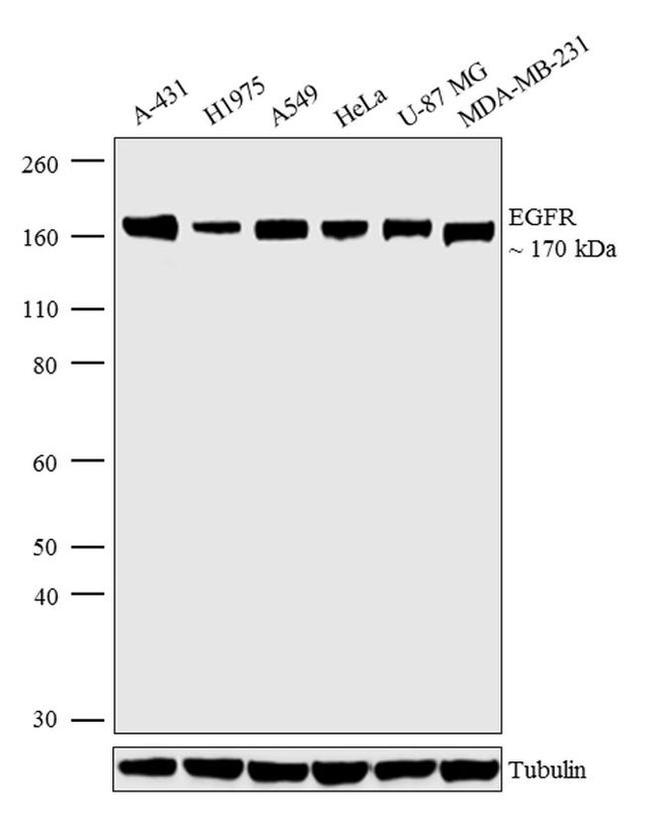 EGFR Antibody in Western Blot (WB)