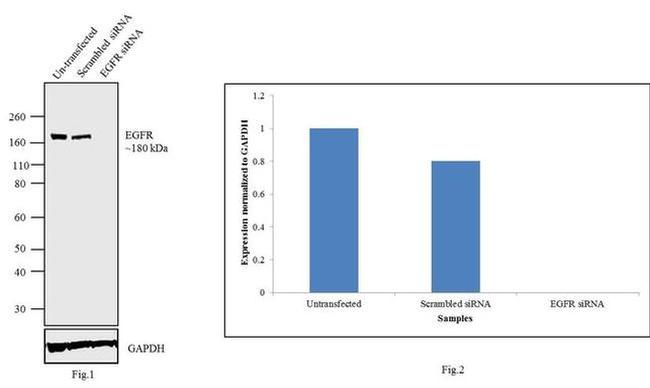 EGFR Antibody in Western Blot (WB)