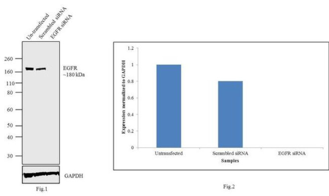 EGFR Antibody