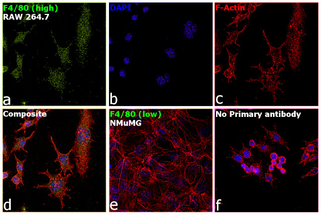 F4/80 Antibody in Immunocytochemistry (ICC/IF)