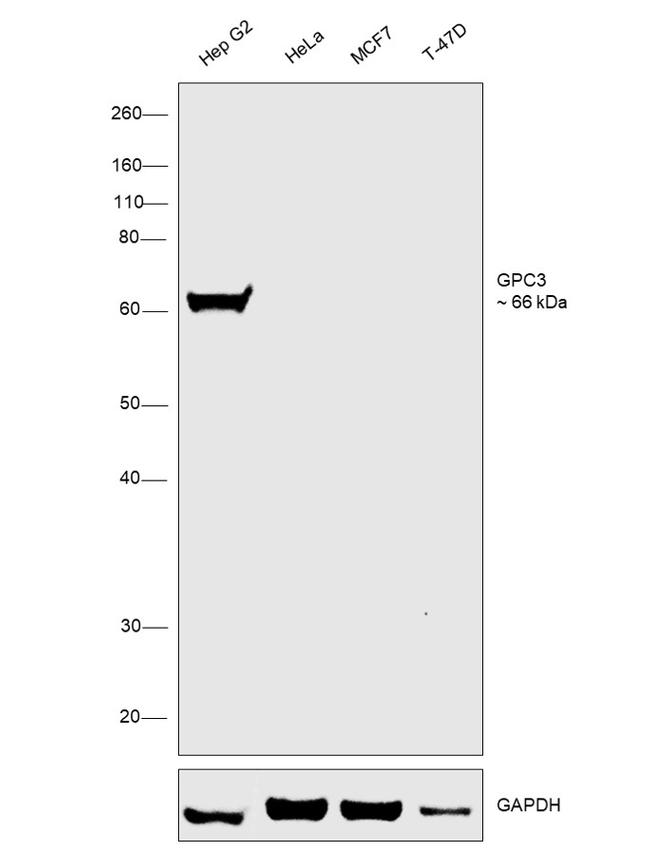 Glypican 3 Antibody in Western Blot (WB)