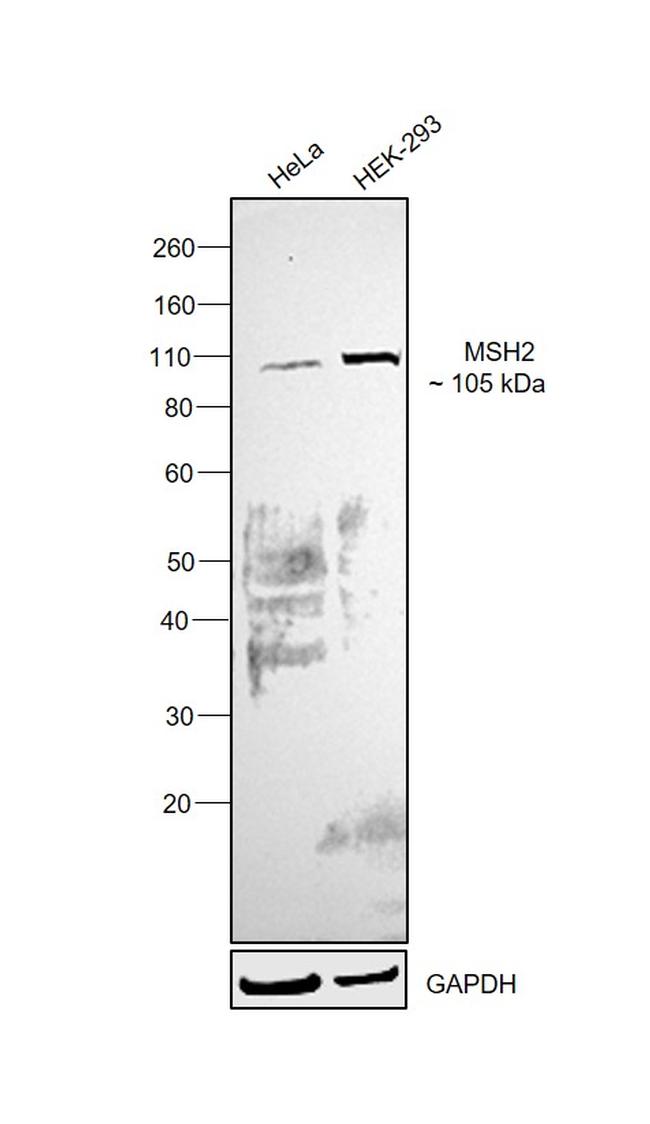 MSH2 Antibody in Western Blot (WB)