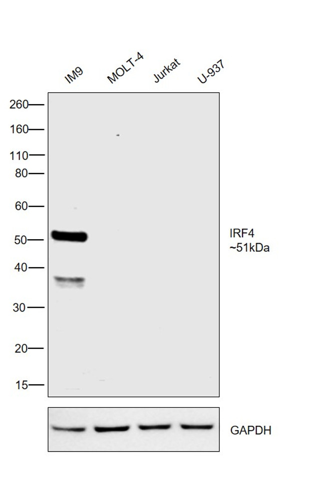 IRF4 Antibody