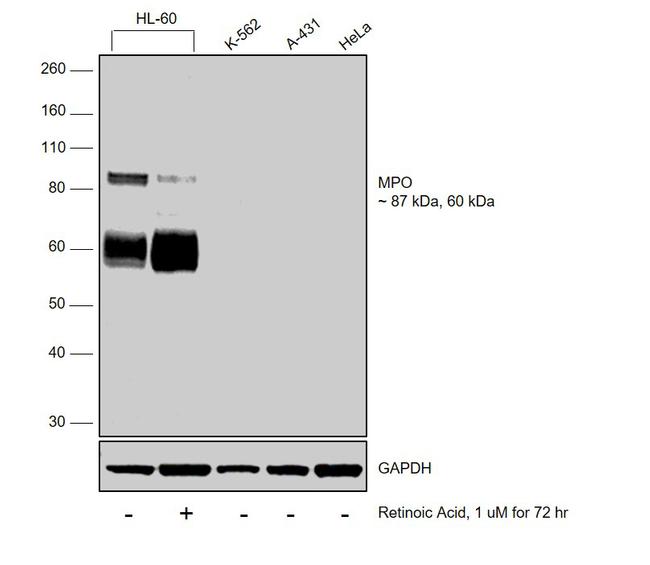 Myeloperoxidase Antibody in Western Blot (WB)