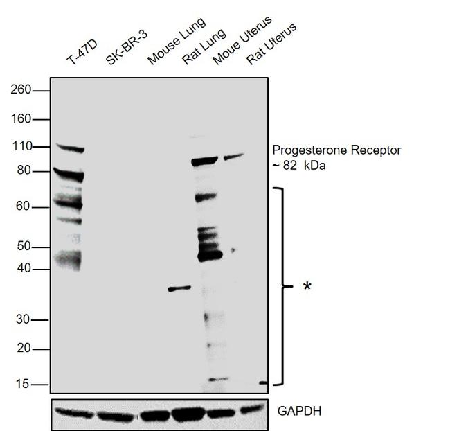 Progesterone Receptor Antibody in Western Blot (WB)