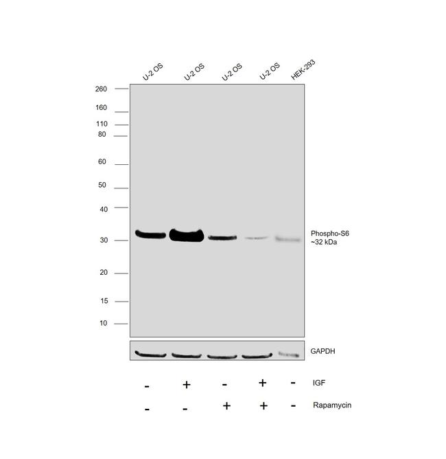 Phospho-S6 (Ser235, Ser236) Antibody in Western Blot (WB)