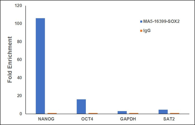 SOX2 Antibody in ChIP Assay (ChIP)