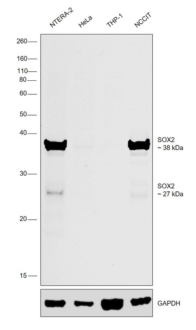 SOX2 Antibody in Western Blot (WB)