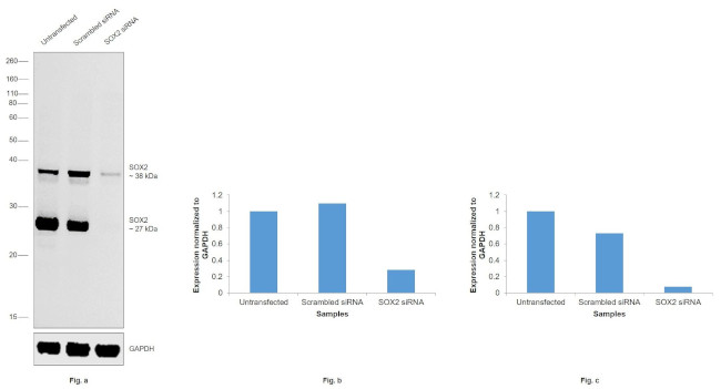 SOX2 Antibody