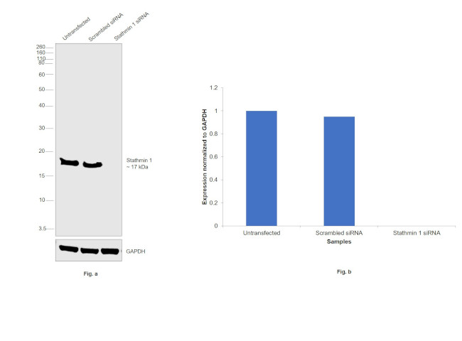 Stathmin 1 Antibody