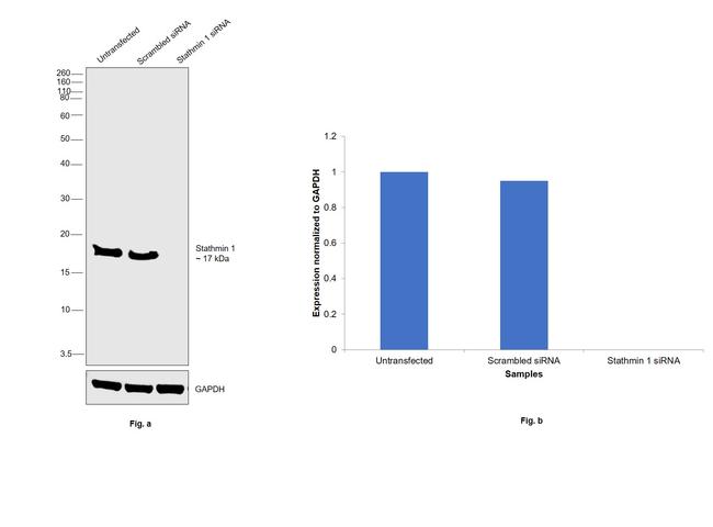 Stathmin 1 Antibody in Western Blot (WB)