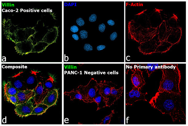 Villin Antibody in Immunocytochemistry (ICC/IF)