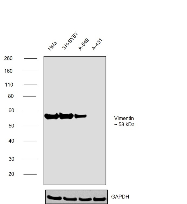 Vimentin Antibody in Western Blot (WB)