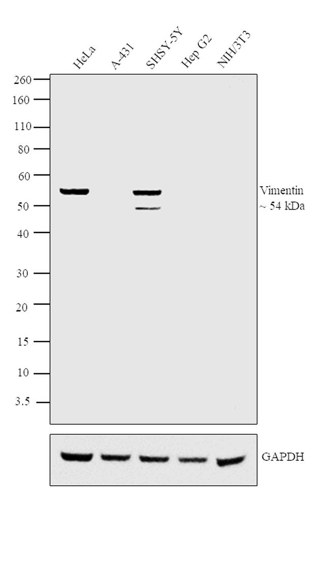 Vimentin Antibody in Western Blot (WB)