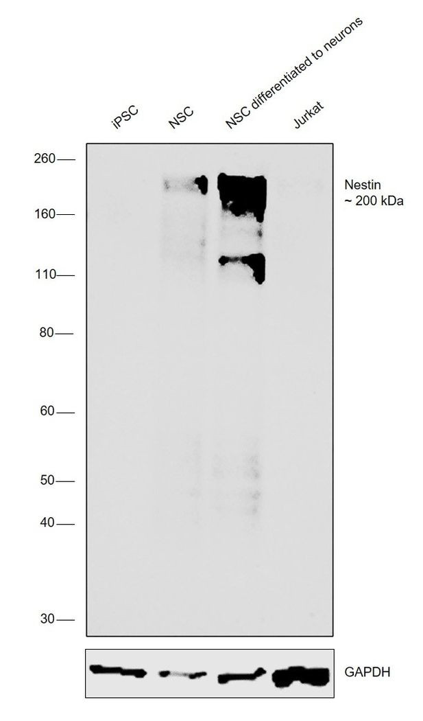 Nestin Antibody