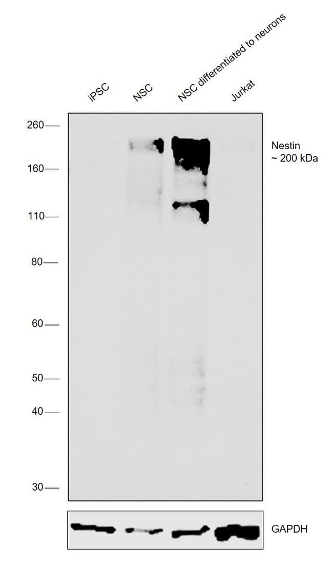 Nestin Antibody in Western Blot (WB)