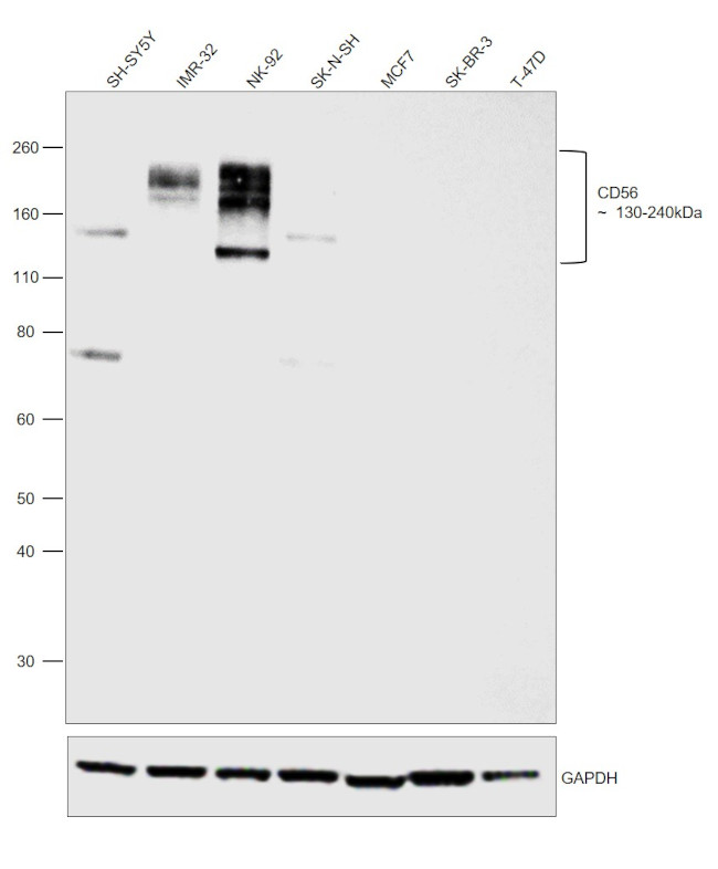 CD56 Antibody