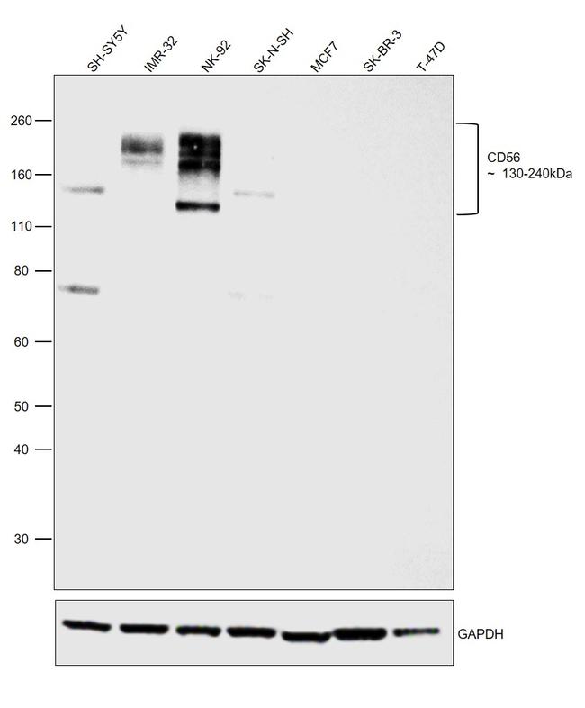 CD56 Antibody in Western Blot (WB)