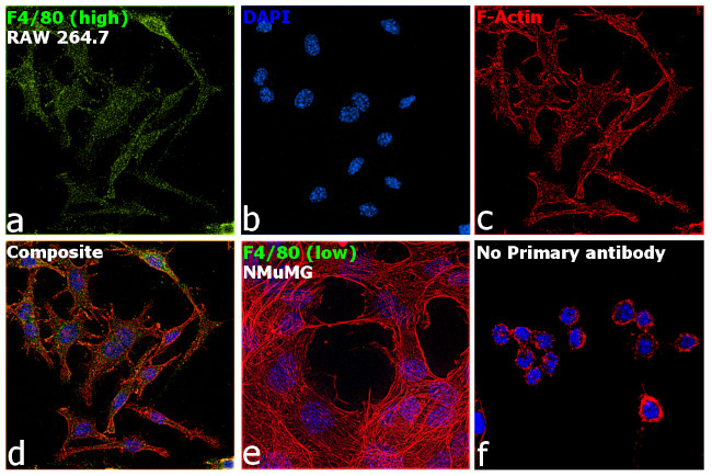 F4/80 Antibody in Immunocytochemistry (ICC/IF)