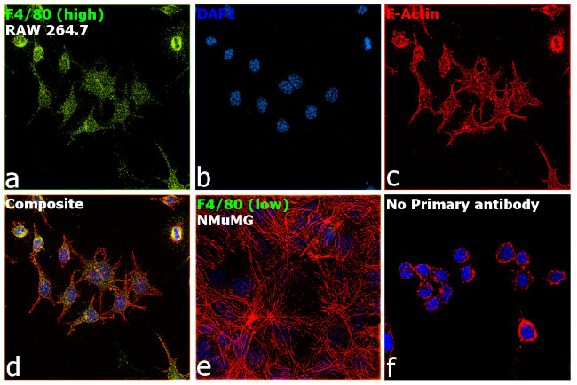 F4/80 Antibody in Immunocytochemistry (ICC/IF)