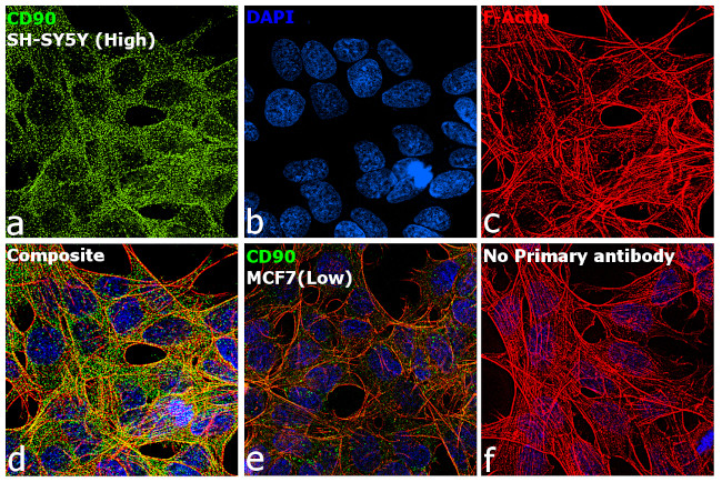 CD90 Antibody